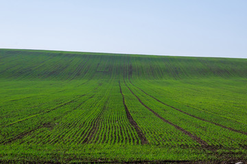 Fototapeta premium View of agricultural field with shoots of winter wheat.