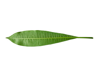 Fototapeta na wymiar Plumeria leaves isolated on white background. Green leaf frangipani flower isolated on white background.