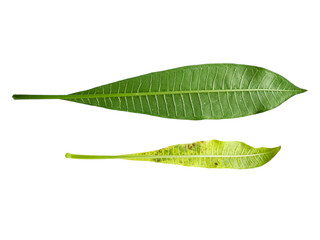 Plumeria leaves isolated on white background. Green leaf frangipani flower isolated on white...