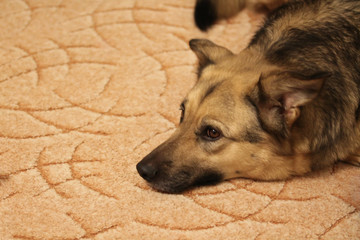 Mixed breed dog portrait at home. Domestic animal with smart brown eyes. Drop or pendant ears....