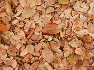 Dry leaf background in the autumn season