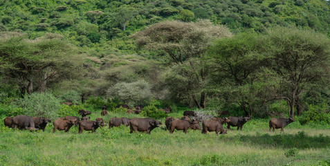 African buffalos standing and eating in savanna