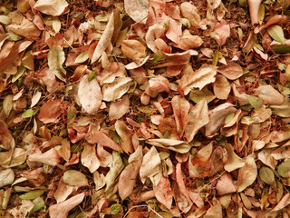 Dry leaf background in the autumn season