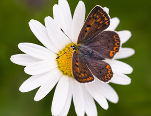 Macro of a female sooty copper (lycaena tityrus) butterfly on a daisy (leucanthemum) blossom with blurred bokeh background; pesticide free environmental protection biodiversity concept;