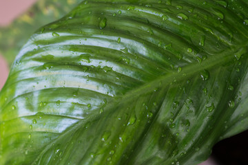 Obraz premium Green leaves background