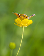 Macro of a female sooty copper (lycaena tityrus) butterfly on a meadow buttercup (ranunculus acris) blossom with blurred bokeh background; pesticide free environmental protection biodiversity concept;