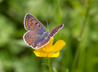 Obraz na płótnie Canvas Macro of a female sooty copper (lycaena tityrus) butterfly on a meadow buttercup (ranunculus acris) blossom with blurred bokeh background; pesticide free environmental protection biodiversity concept;
