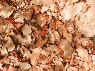 Dry leaf background in the autumn season