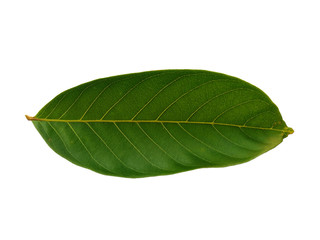 Nephelium lappaceum leaves or rambutan leaf on white background. Green leaf isolated on white background.