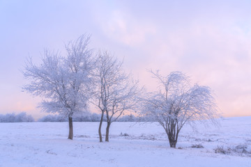 Icy trees in a snowy field at sunset