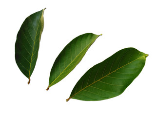 Fototapeta premium Nephelium lappaceum leaves or rambutan leaf on white background. Green leaf isolated on white background.