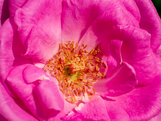 Close up of Pink Rose flower