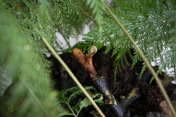 Obraz premium Green leaves and plants