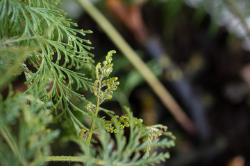Green leaves and plants