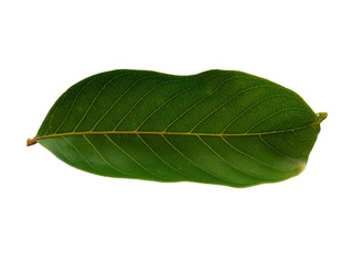 Fototapeta premium Nephelium lappaceum leaves or rambutan leaf on white background. Green leaf isolated on white background.