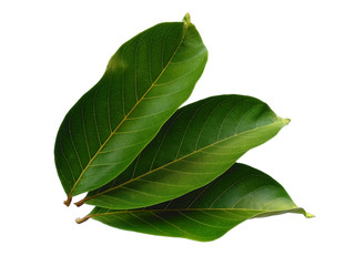Nephelium lappaceum leaves or rambutan leaf on white background. Green leaf isolated on white background.