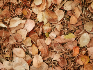 Dry leaf background in the autumn season