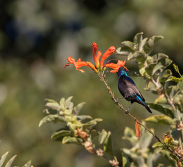 The male palestine sunbird (Cinnyris osea) feeding on the orange flowers at the park,  Beer Sheva,...