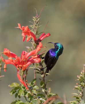 The male palestine sunbird (Cinnyris osea) feeding on the orange flowers at the park,  Beer Sheva, Israel