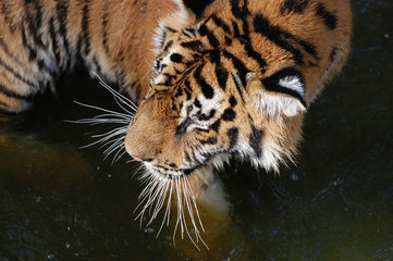 Tigers play in the water.Zoo in Kiev