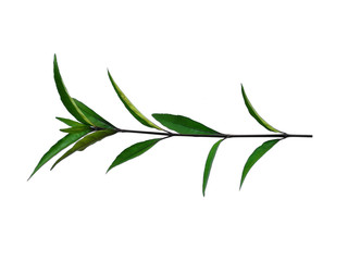 Green leaf or green leaves on white background. Justicia Fragilis leaf or justicia gendarussa leaves Isolated on white background.