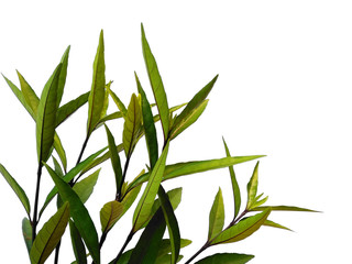 Fototapeta premium Green leaf or green leaves on white background. Justicia Fragilis leaf or justicia gendarussa leaves Isolated on white background.