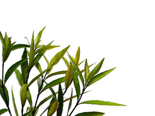 Green leaf or green leaves on white background. Justicia Fragilis leaf or justicia gendarussa leaves Isolated on white background.