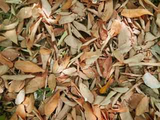 Dry leaf background in the autumn season