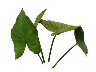 Eddoe leaves or wild taro leaf on white background. Green leaf isolated on white background.