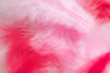 soft pink and fuchsia background color, fluffy feather