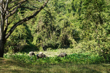 Obraz na płótnie Canvas Black water buffaloes in the herd standing and eating plants outdoor in Thailand