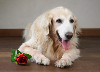 golden retriever dog lying down on wooden floor with red rose beside her.Valentine's day concept.selctive focus on dog's eyes.
