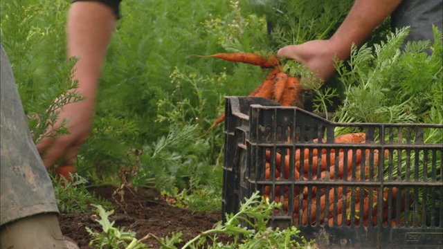 Close-up Low Angle Still Shot Of A Farm Worker Harvesting Carrots By Pulling With His Bare Hands At A Countryside Farm, UK