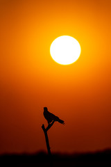 bird silhouette sunset and colors in sky beauty in nature at tal chhapar sanctuary, rajasthan, india