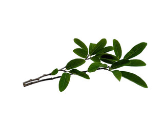 Tree with green leaves. The name of the plant is Annona squamosa. Sugar apple leaf on white background.