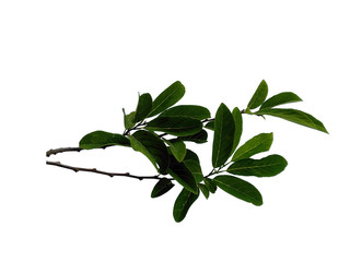 Tree with green leaves. The name of the plant is Annona squamosa. Sugar apple leaf on white background.