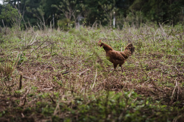 A chicken running in a field. 