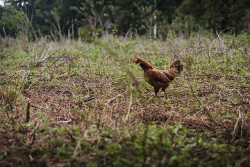 Obraz na płótnie Canvas A chicken running in a field. 