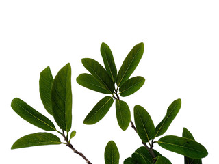 Tree with green leaves. The name of the plant is Annona squamosa. Sugar apple leaf on white background.