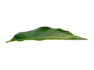 Obraz premium Red Ginger leaves or Alpinia purpurata leaf on white background. Green leaf isolated on white background.