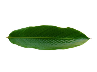 Red Ginger leaves or Alpinia purpurata leaf on white background. Green leaf isolated on white background.