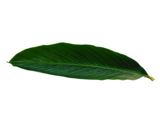 Obraz premium Red Ginger leaves or Alpinia purpurata leaf on white background. Green leaf isolated on white background.