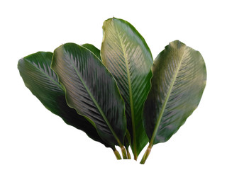 Red Ginger leaves or Alpinia purpurata leaf on white background. Green leaf isolated on white...