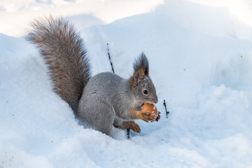The squirrel sits on white snow with nut in the sunset light.