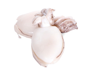 fresh squids an isolated on white background