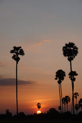 Sunset landscape with silhouette sugar palm trees in evening sky.