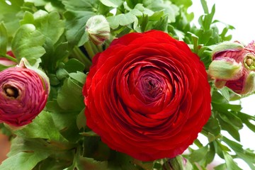 Ranunculus flower. Bright red flower close-up on a green foliage background.Red green  floral background.Flower card.