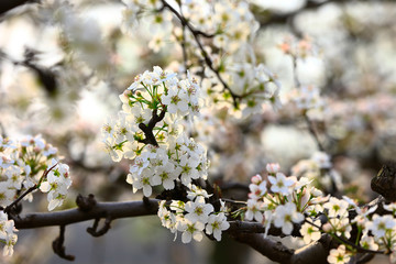 Pear flower blooming