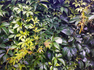 Living green wall with wild grape vines, nature background