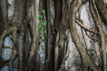 Roots of a large tree in Cuba. 